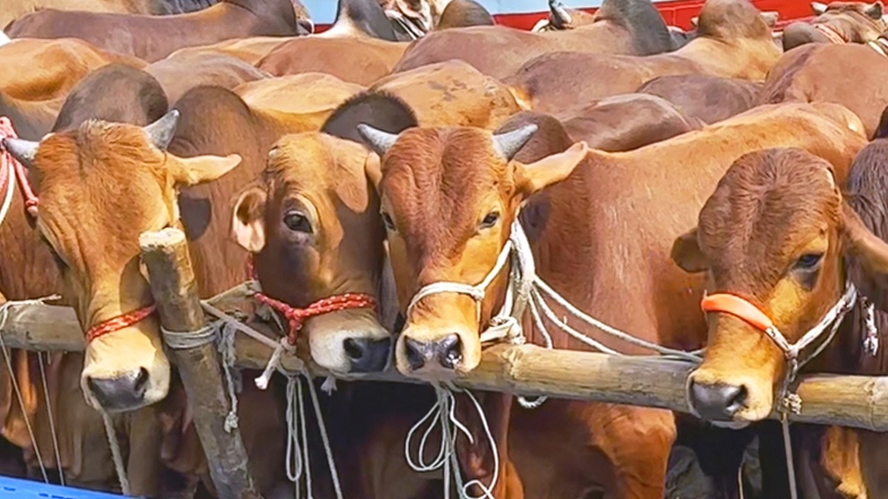 cow unloading, cow videos, cow video, animal, big cow, goru hamba cow, Ep-195