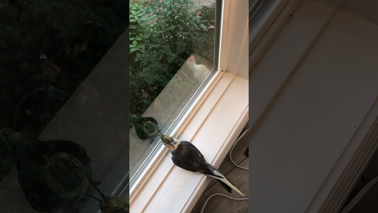 Cockatiel Copies Woodpecker || ViralHog