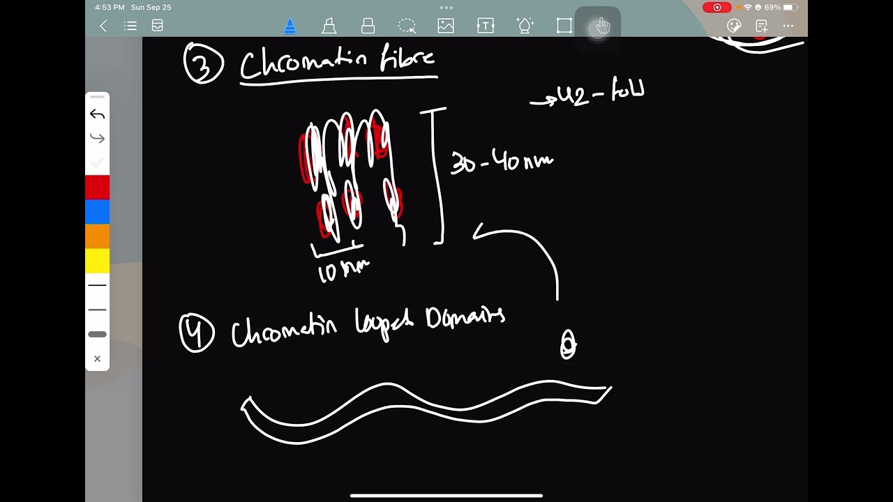 Levels of DNA packaging