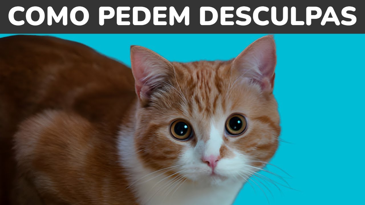 COMO GATOS SE DESCULPAM COM HUMANOS? 🔥