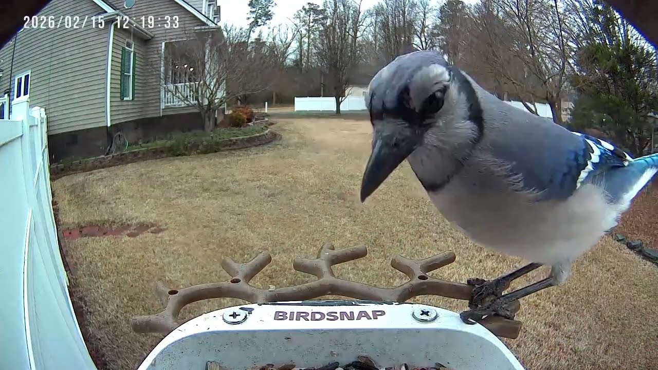 Action at the Feeder