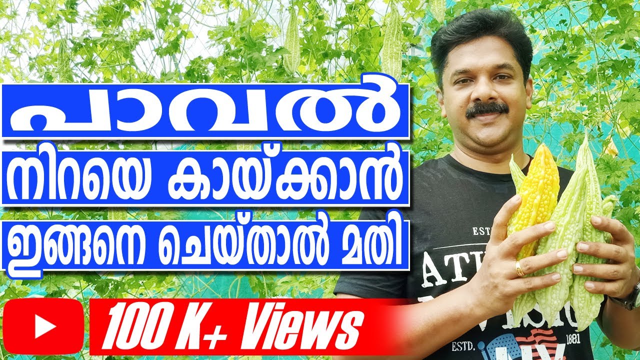 പാവൽ നിറയെ കായ്ക്കാൻ ഇങ്ങനെ ചെയ്താൽ മതി | Paval Krishi in Malayalam | Bitter Gourd Cultivation