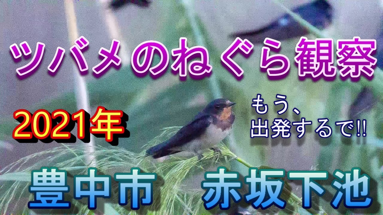 2021/9/6 ツバメのねぐら観察 豊中市 赤坂下池【Japanese reed swallow roost,September 6, 2021】