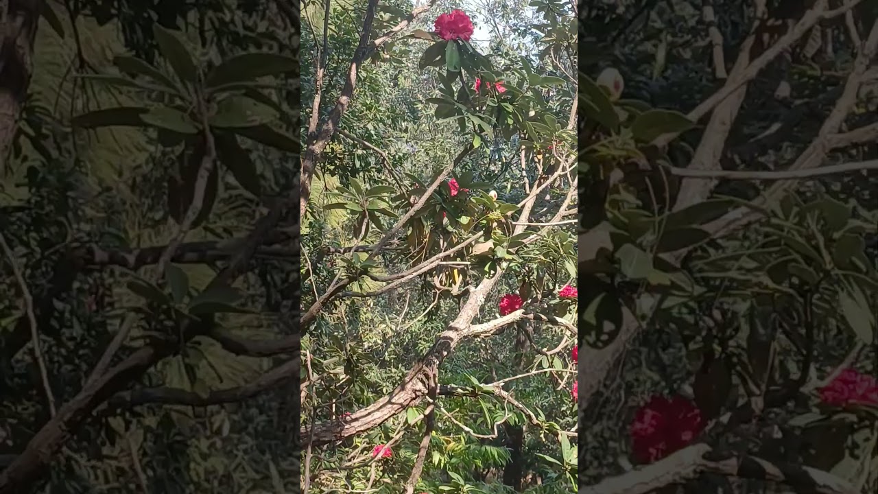 Burans, also known as Rhododendron arboreum, is an iconic evergreen found in the Himalayas.