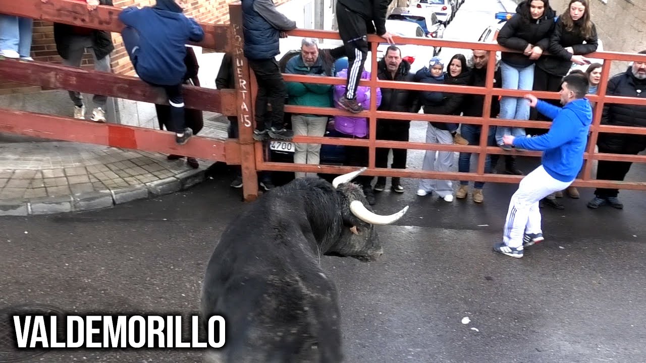 Valdemorillo 2026 Toro de Cajón San Blas