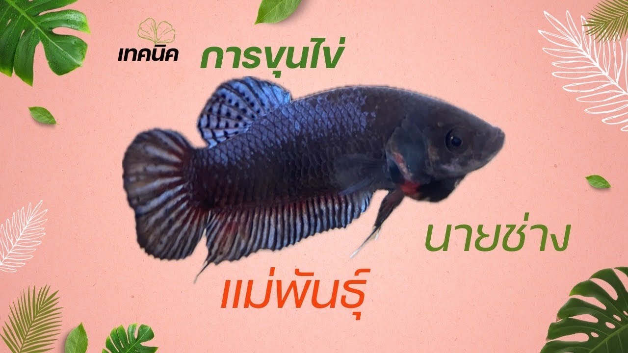เทคนิค การขุนเเม่พันธุ์ปลากัด ให้ไข่เยอะ!!