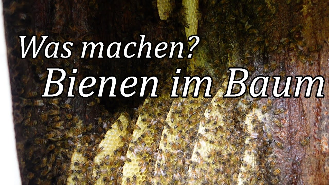 Imkern in der Klotzbeute, Bienenhalten in einen Baumstamm.