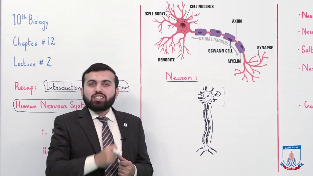 Class 10 - Biology - Chapter 12 - Lecture 2 Human Nervous System - Allied Schools