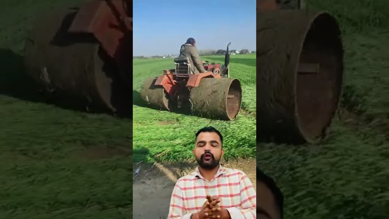 Wheat 🌾 modran Agriculture 👨&zwj;🌾 #shorts #futurefarming