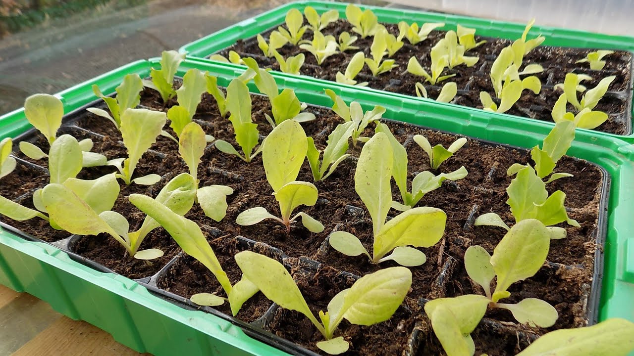 Fraternités Ouvrières - Au jardin de Michel - mars 2021 - Des salades... tout çà ...