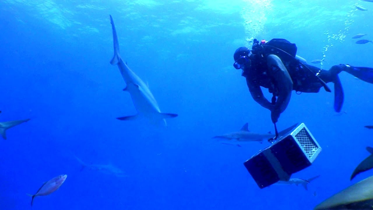 Why Bahamas Sharks Are Thriving - Conservation, Tourism, and Underwater Adventure