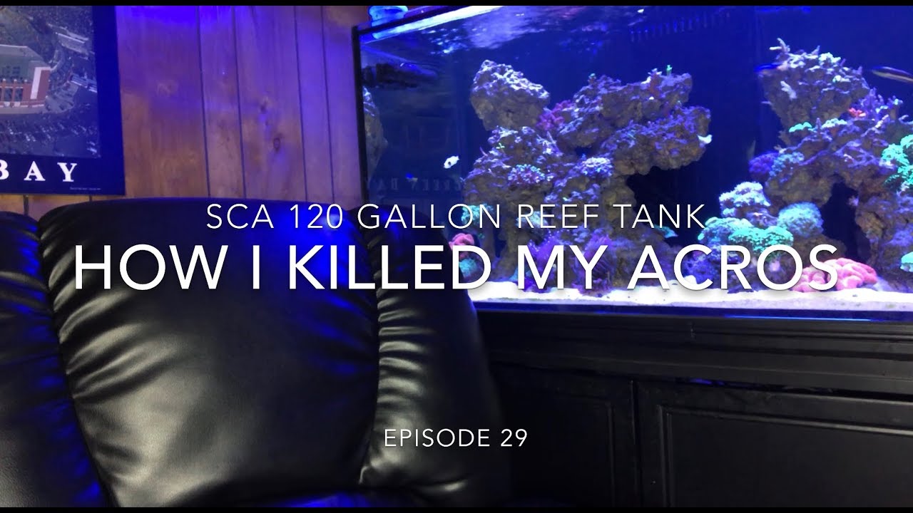 SCA 120 Gallon Reef Tank | EP. 28 | How I killed My Acropora & Miracle Mud Thoughts