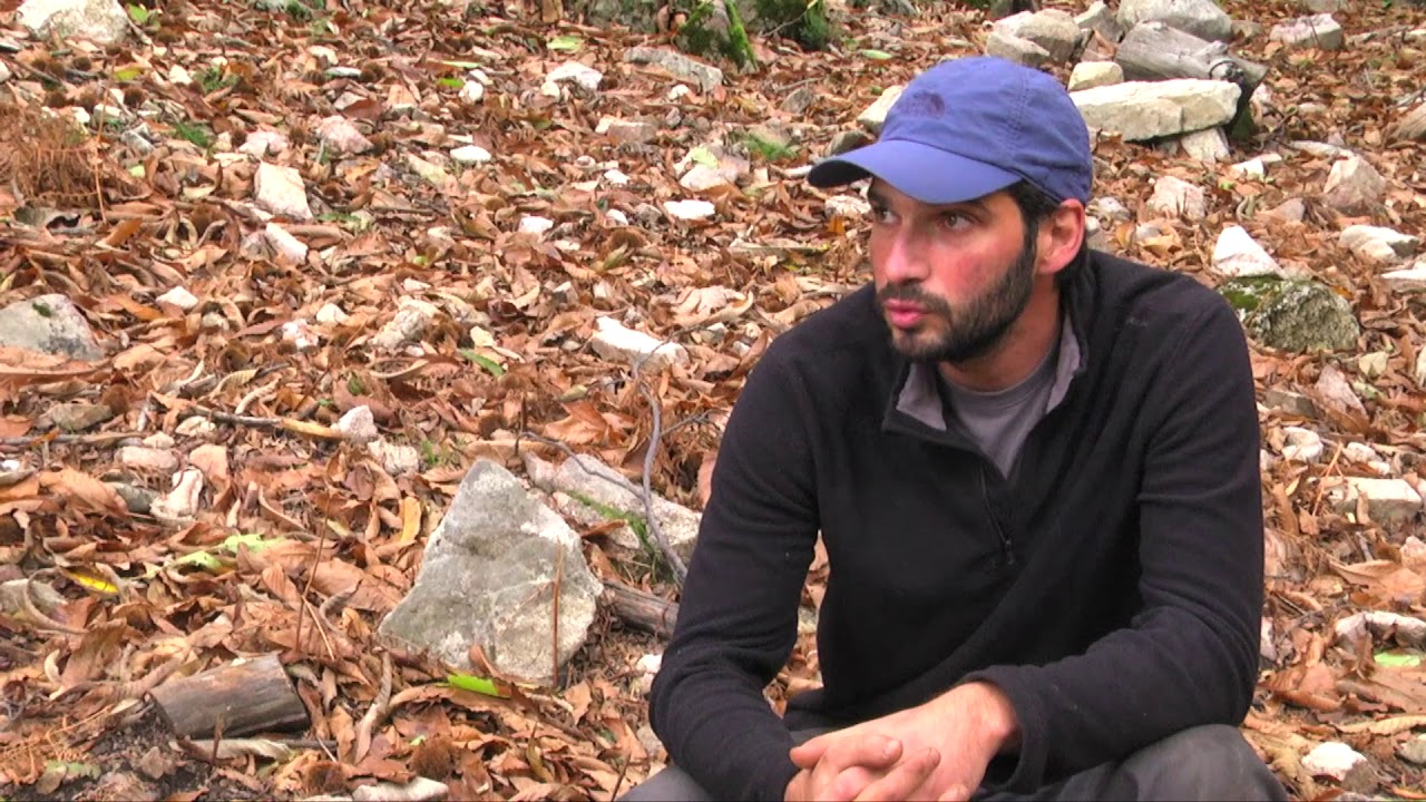 La production de châtaignes en Corse