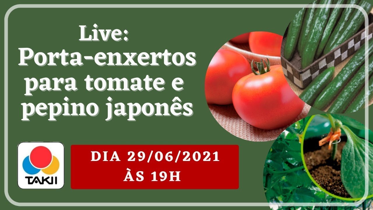 Porta-enxertos para tomate e pepino japonês - Takii do Brasil