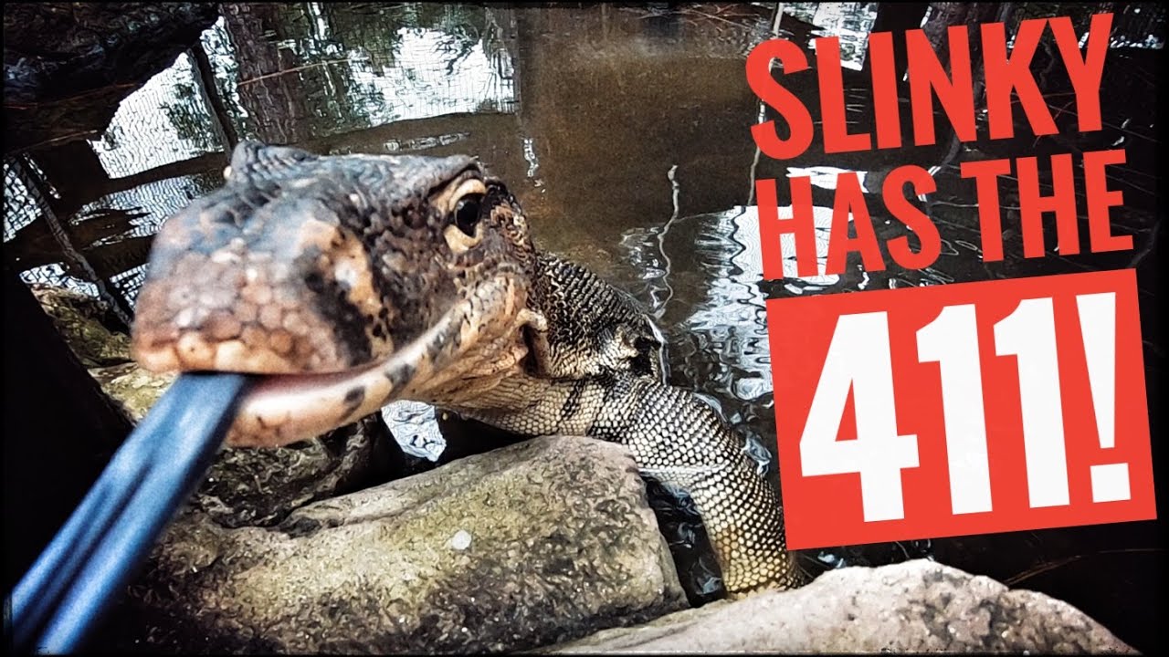 Monitor Lizard Habitat Tips with Slinky!
