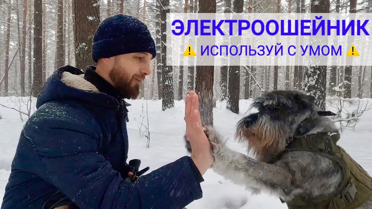 Собака на пульте управления. Электронный ошейник в действии: примеры реального применения.