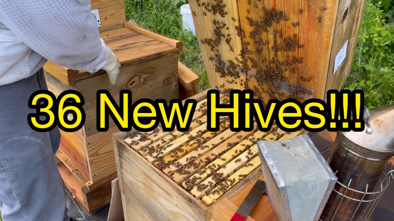 Beekeeping Queen Castle - Checking back on a few mated Queens
