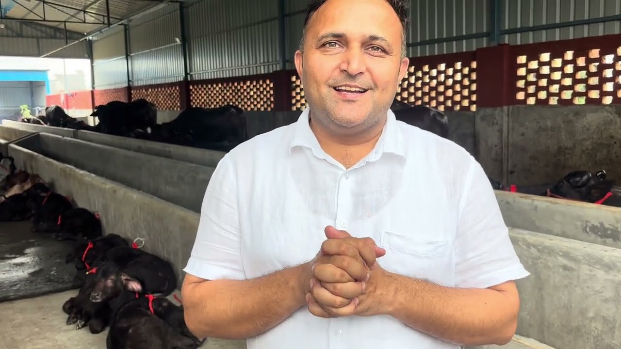 Haryana se aayi Murrah Buffalows for dairy in Chandauli for sale #animal  #dairymilk #farm #animals 
