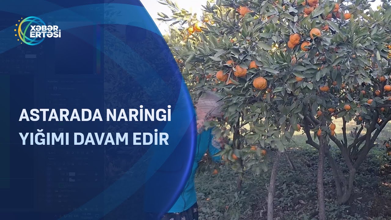 Astarada naringi yığımı davam edir