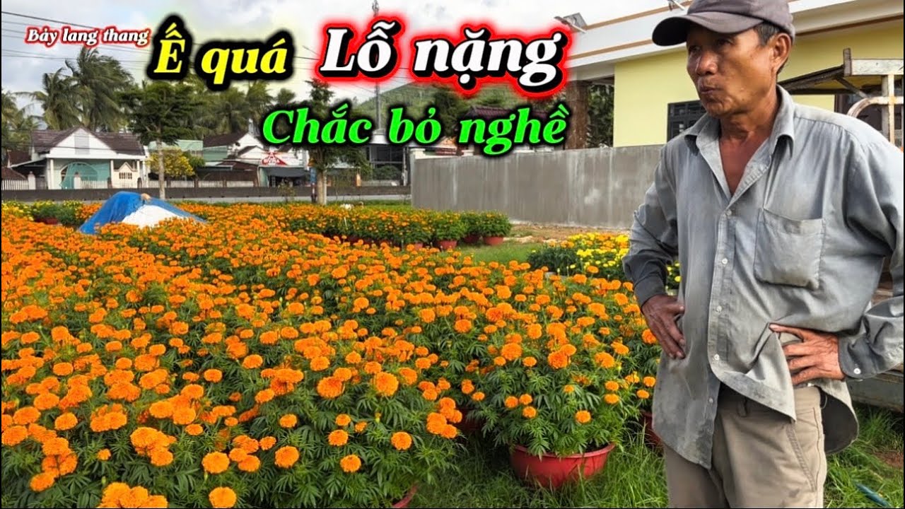 Hoa vạn thọ Tết 2026- người trồng hoa khóc ròng 