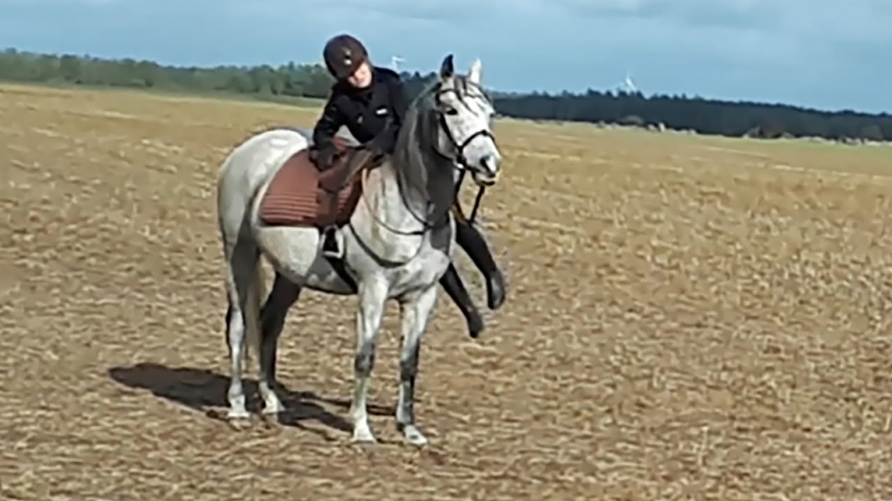 Champagne – fin avsittning, 2a gången på fältet