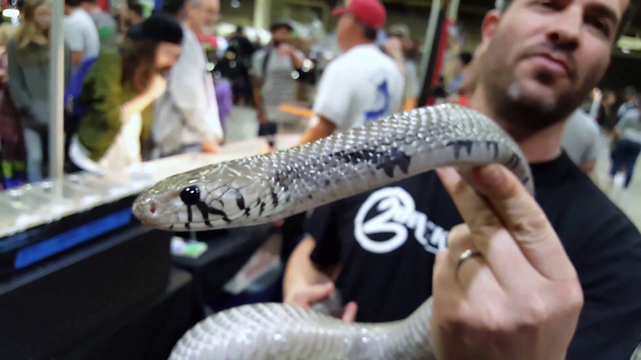 Black Pearl Reptiles 2014 Axanthic Blacktail Cribo @ Pomona Reptile Supershow