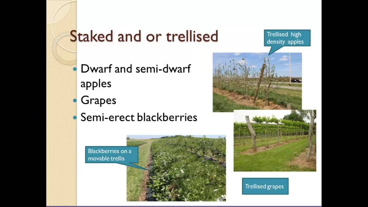 Small Orchard Management