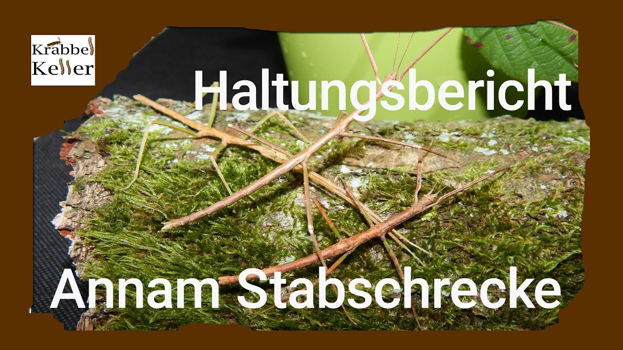 Haltungsbericht Annam-Stabschrecke (Medauroidea extradentata)