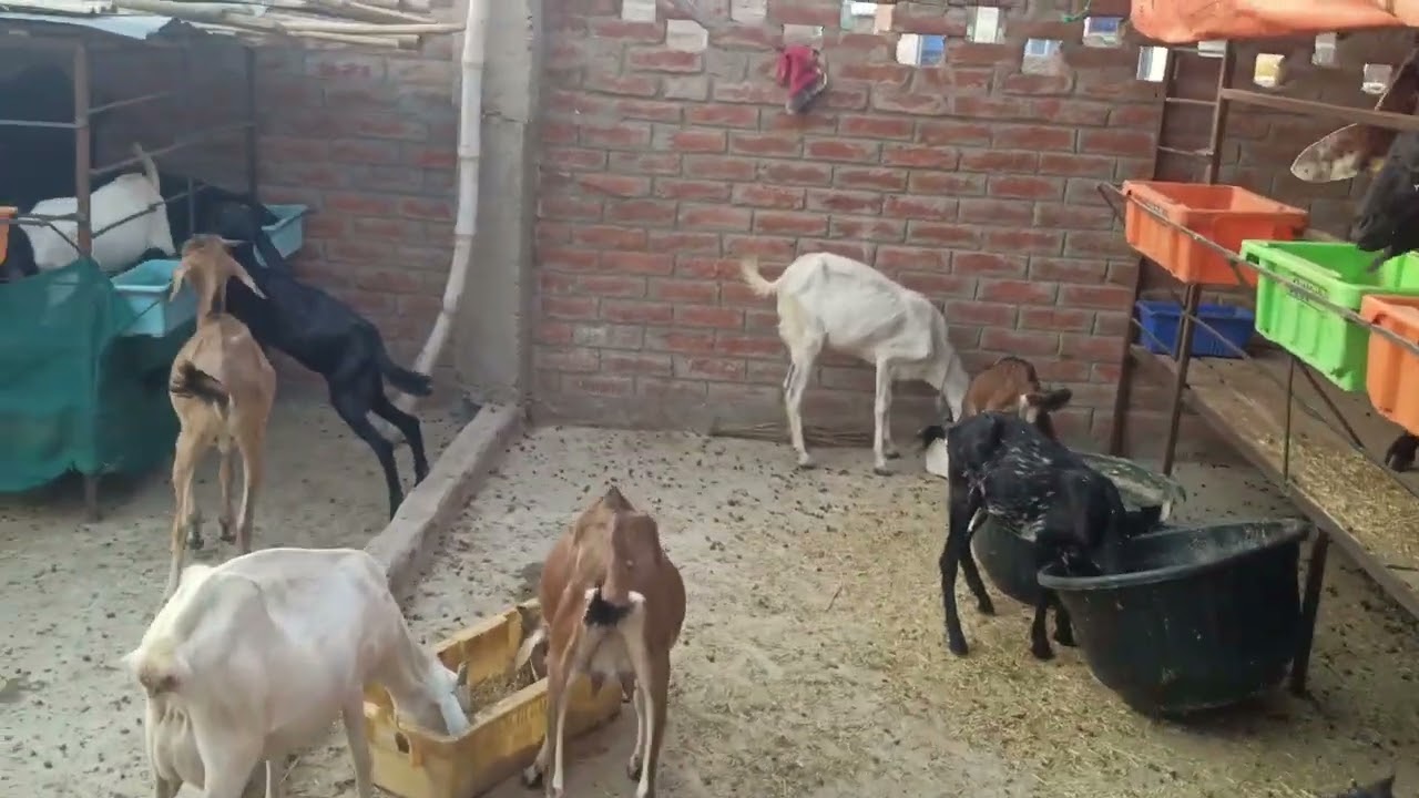 Bahut Dino Baad Goat Farm Visit 🐐 | Full Update”