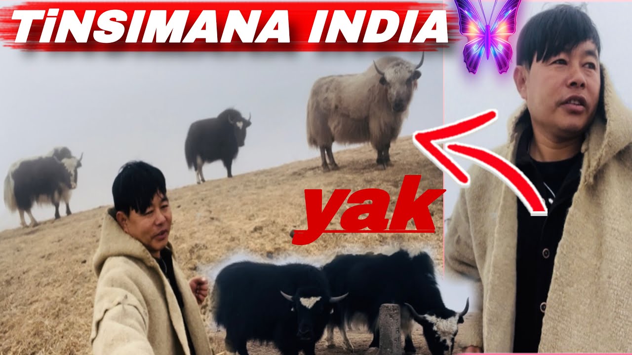 Tin Simana India 🇮🇳 Thula Thula Yak Ko Tole Haru Lu Herum ||