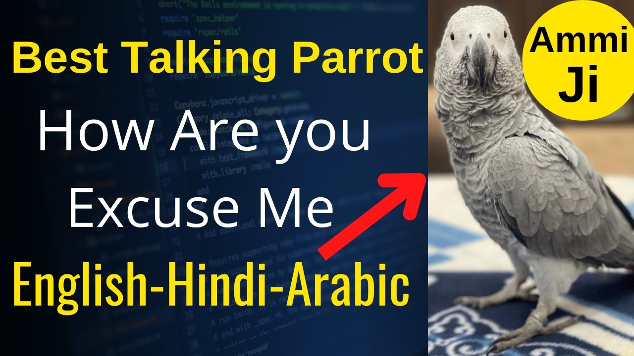 African Grey Parrot Talking English - Grey Parrot Talking in Urdu - Greay Parrot Talking in Hindi