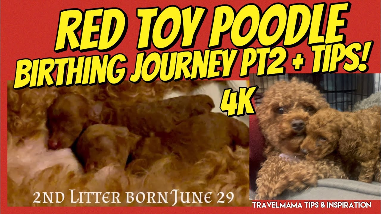 Red Toy Poodle Giving Birth 4K | 63-Day Pregnancy Vlog | 2nd Litter & Newborn Puppy Care Tips 