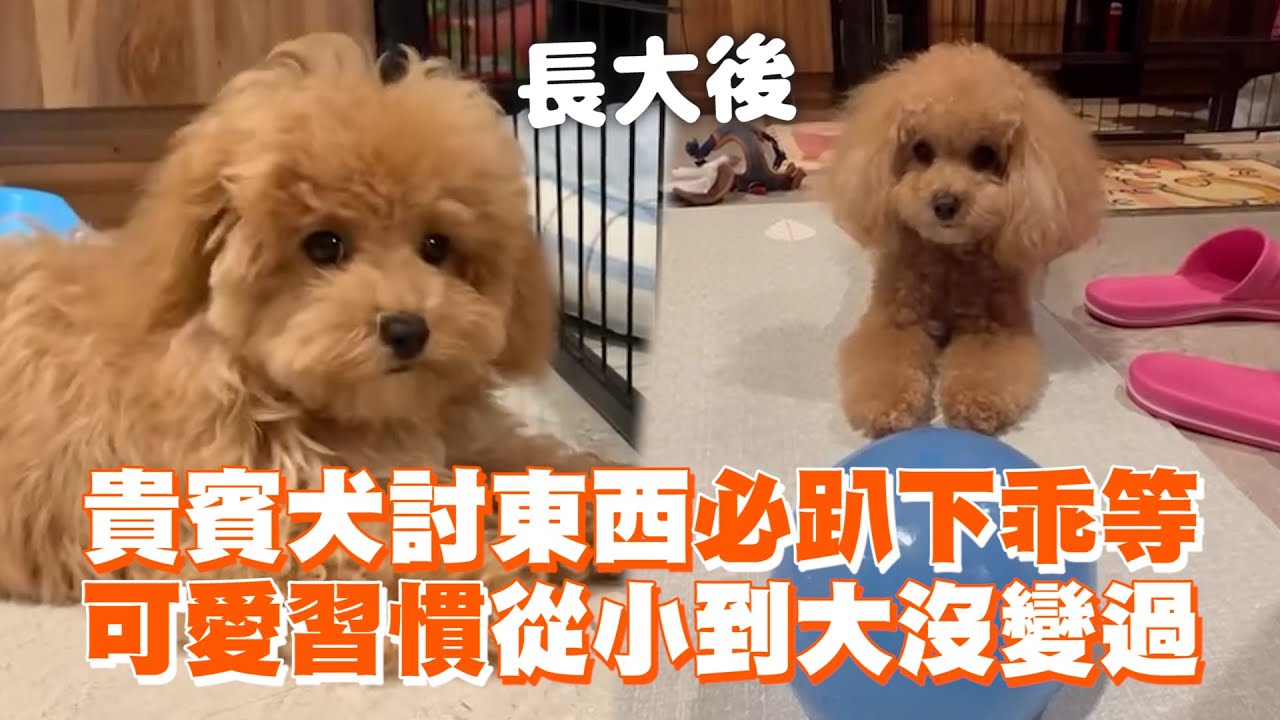 貴賓犬討東西必趴下乖等　可愛習慣從小到大沒變過