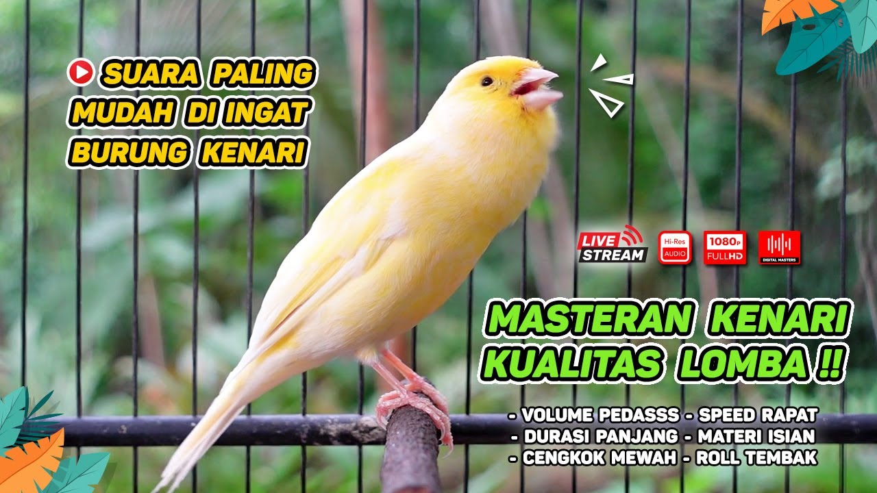 Kenari GACOR NGEREK‼️ Masteran Kenari PAUD dan Pancingan Kenari MACET BUNYI dan Betina NGIWIR - 136