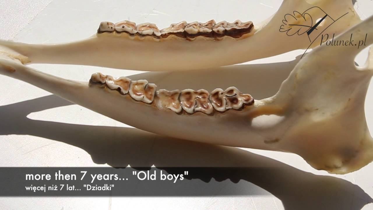 Age determination of Roebuck Old Boys/Ocena wieku rogaczy Dziadki