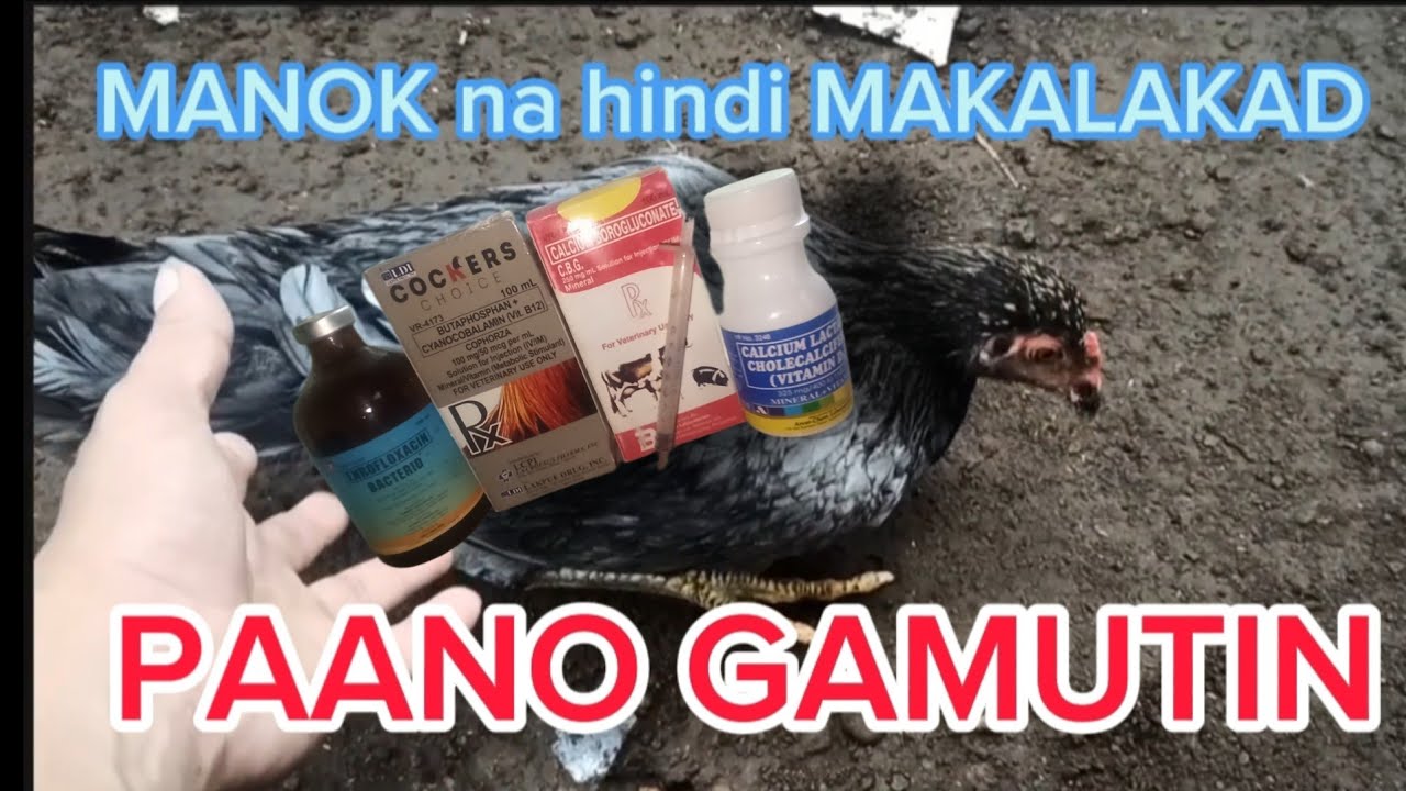 PAANO GAMUTIN ANG HINDI MAKALAKAD NA MANOK