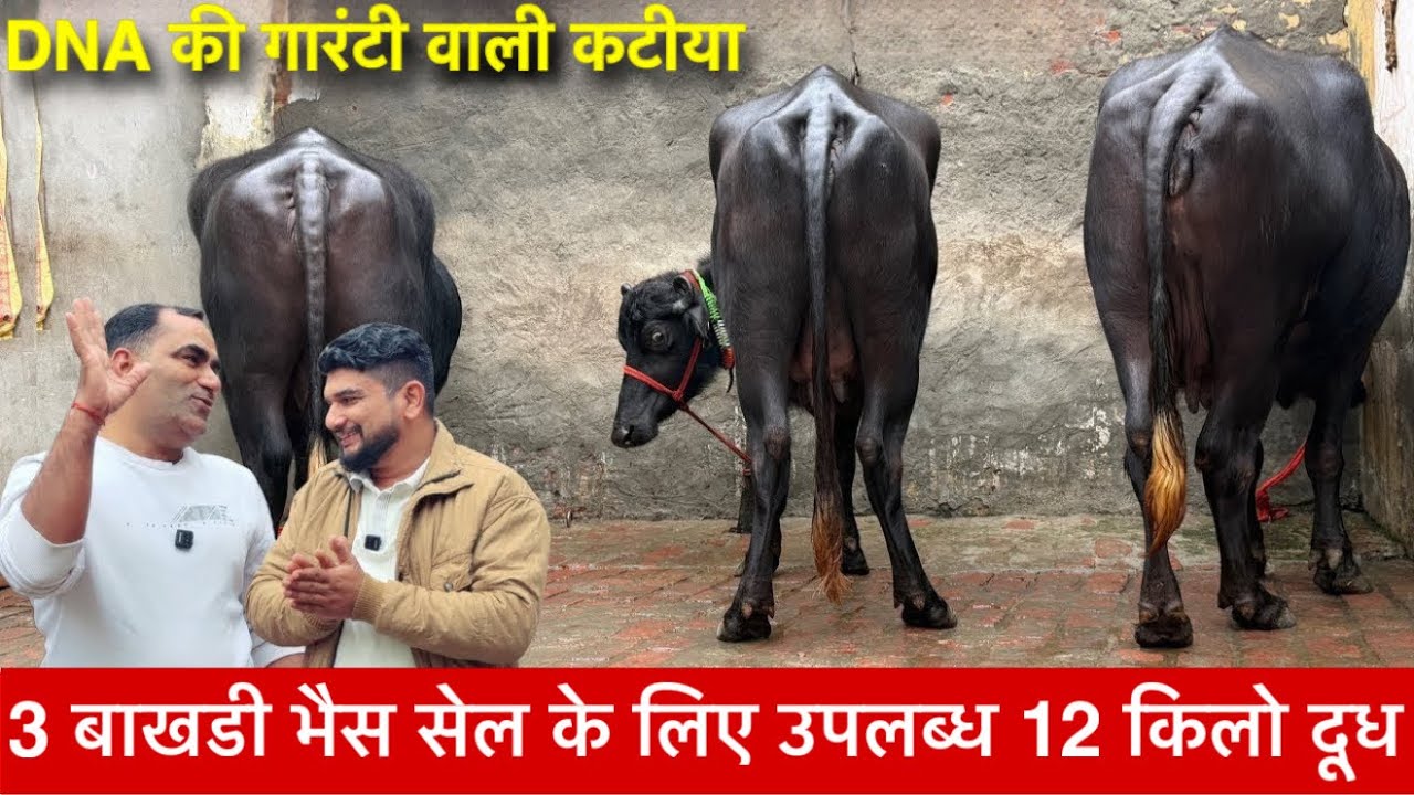 3 बाखडी 12 किलो दुध नीचे कटीया दुगारंटी के साथ ख़रीदे Parveen Maratha Dairy farm ✅