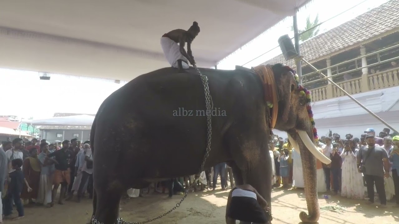 നെറ്റിപ്പട്ടം  അഴിച്ചെടുക്കാൻ ശിരസ്സ് താഴ്ത്തി കൊടുക്കുന്ന മധുരപ്പുറം കണ്ണൻ