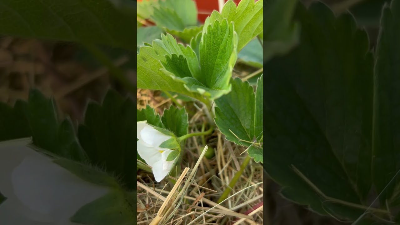 Попробуемка вырастить клубнику на балконе. Италия