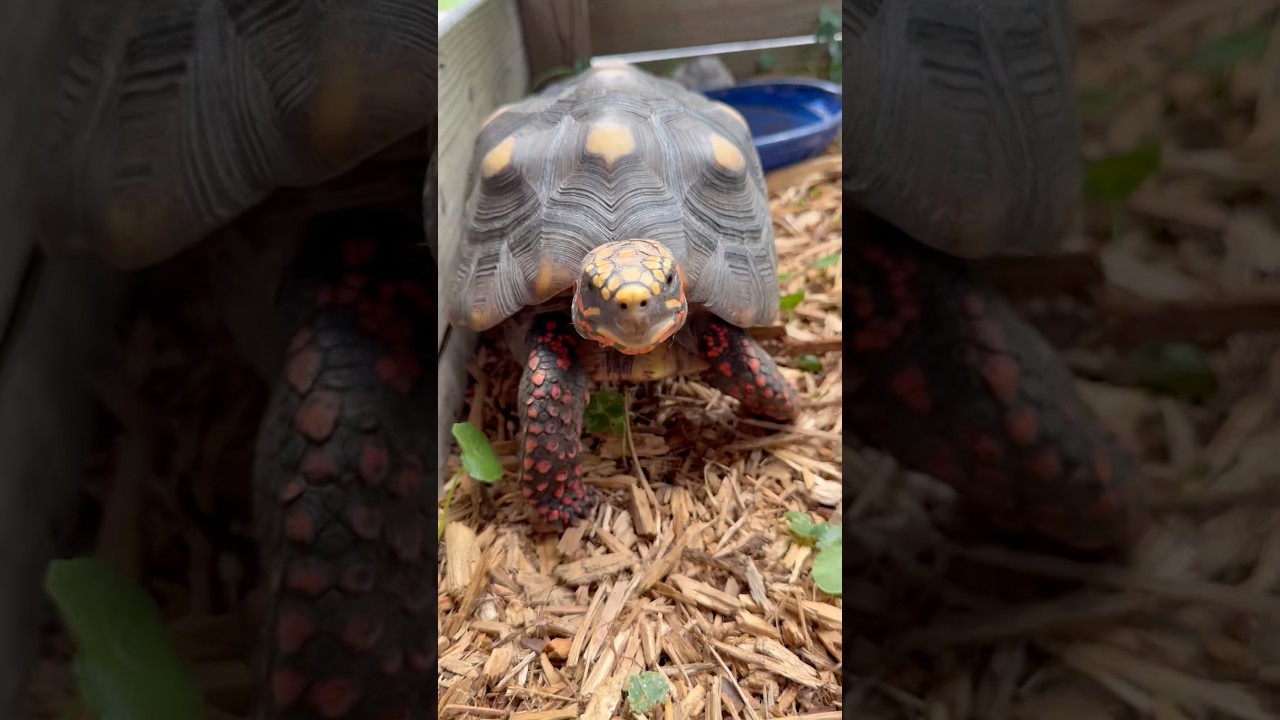 🐢Florida&rsquo;s CUTEST Sea Turtle Rescue!🐢💙 #seaturtles #turtles #seaturtlerescue #familytravel #fl