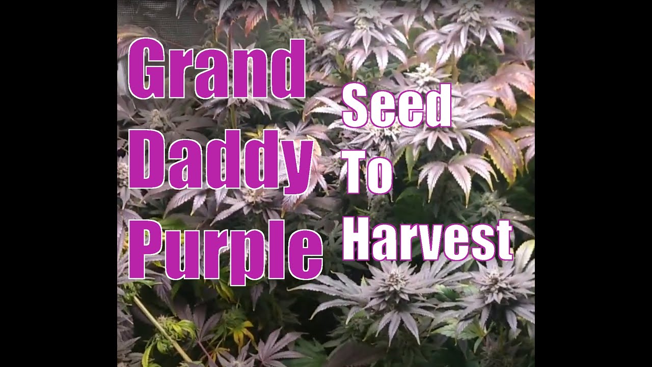 Grand Daddy Purple in a 3x3,  Mars Hydro Tent and Light.