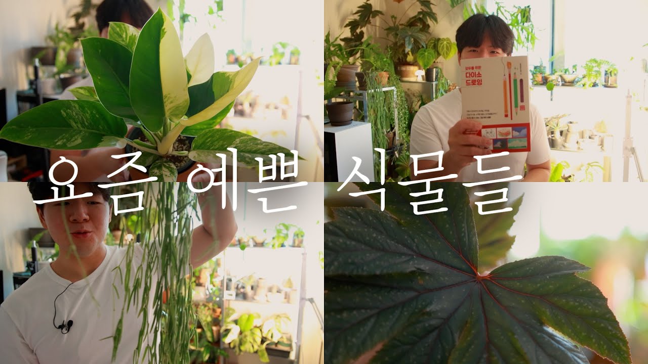 제 드로잉 책이 출간 됐어요! ㅣ 식물 소개 ㅣ 겨울이지만 따뜻한 집에서 ㅣ 요즘예쁜식물들 ㅣ 키우기 쉬운 식물 추천