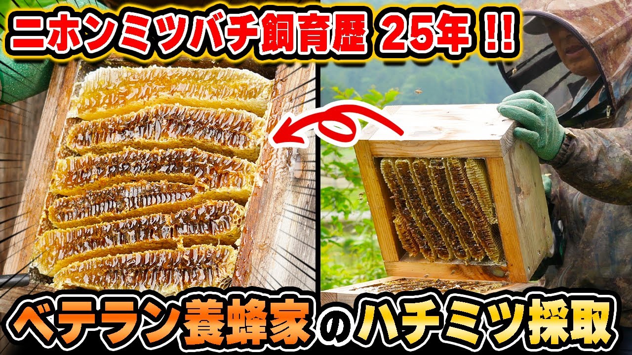 【ニホンミツバチ飼育歴25年！】ベテラン養蜂家 師匠のハチミツ採取！