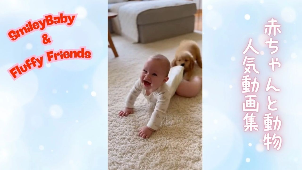 #かわいい赤ちゃんとふわもこフレンズ #赤ちゃん #動物 #癒し　#Baby #Animal