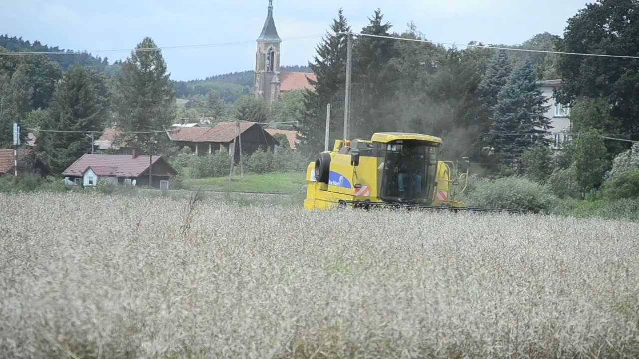 Żniwa 2012-Rzepak