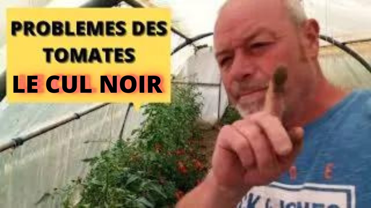 Le PROBLEME DU CUL NOIR  DE LA TOMATE   ;;; semer vos scaroles maraîchères ou pain de sucre