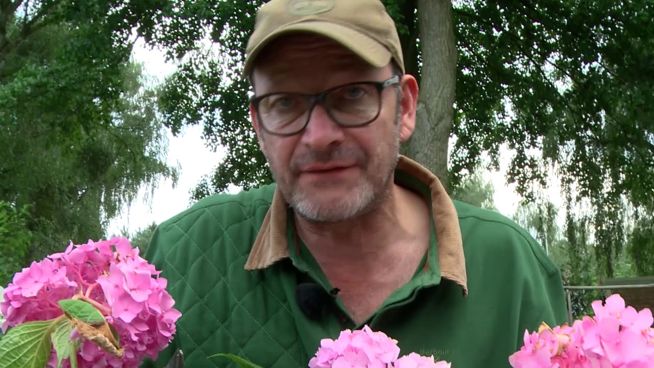 Hortensien Der Kurs| Sorten, Pflege, Düngen, Schnitt| Teil 5 Hortensien schneiden