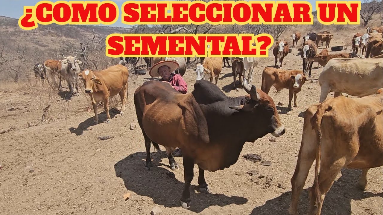 ¨A donde va un buey que no are¨ | ¿Como SELECCIONAR un SEMENTAL? | PARTE 1  RancheandoAndo