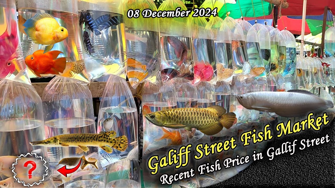Kolkata Galiff Street Fish Market Recent Video | Recent Fish Price In Galiff Street | 08.12.2024