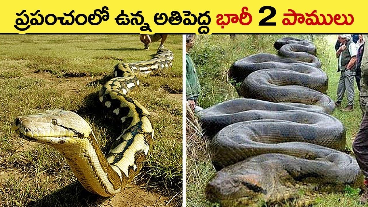 🔵 రాజ్యమేలుతున్న 2 భారీ పాములు | green anaconda vs reticulated python snake fight | biggest snakes